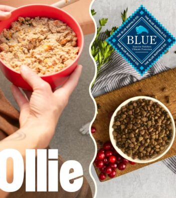 Ollie VS Blue Buffalo: We Compared the Two Most-Talked-About Dog Food Brands and Picked Our #1  