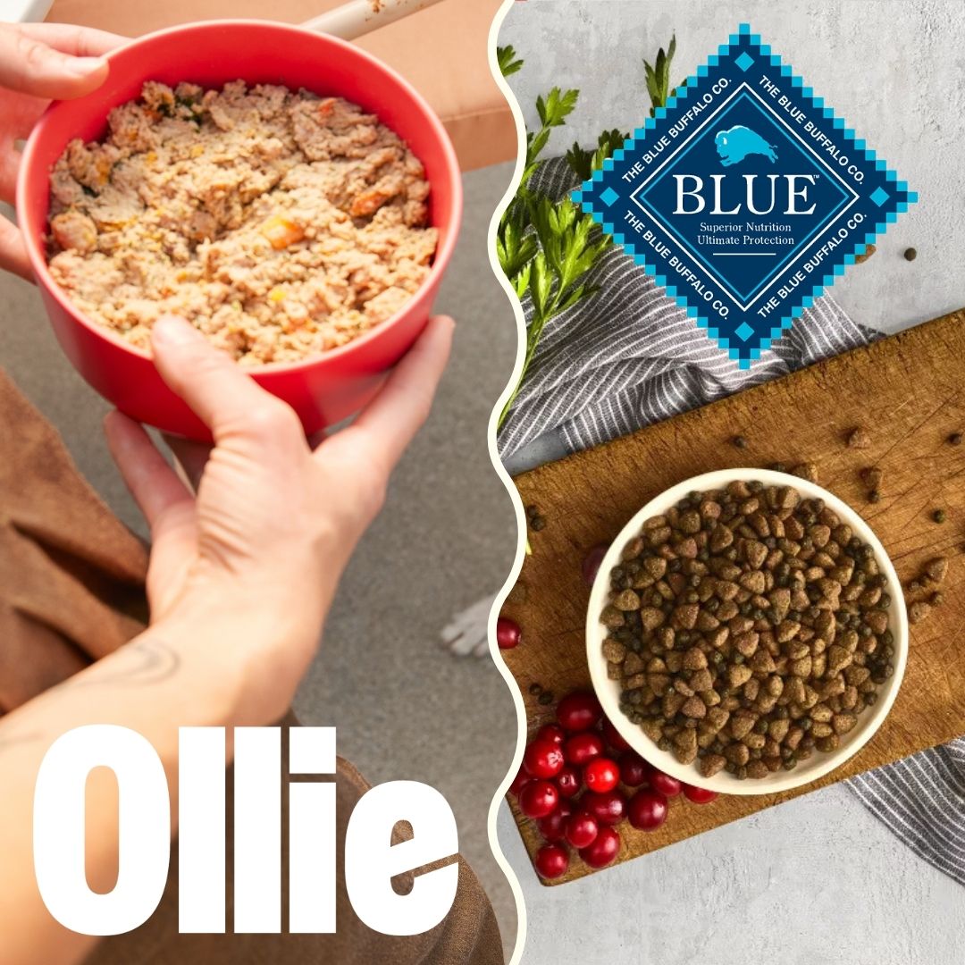 Ollie VS Blue Buffalo: We Compared the Two Most-Talked-About Dog Food Brands and Picked Our #1  